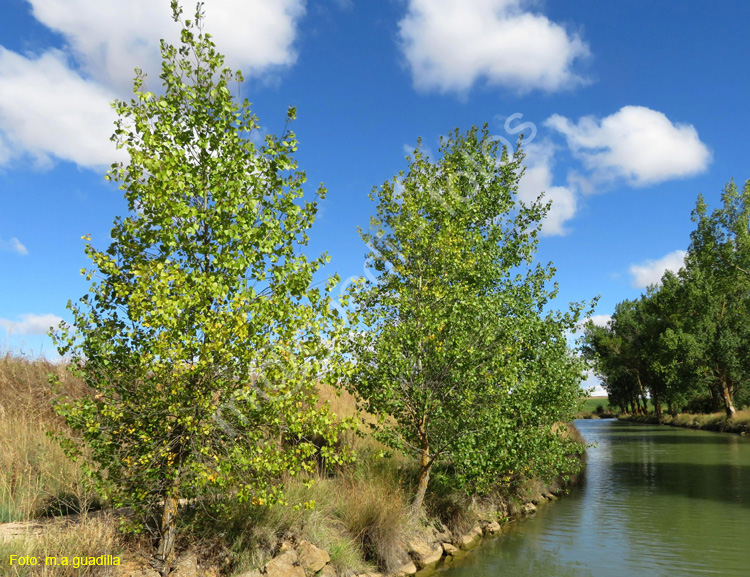 MEDINA DE RIOSECO - CANAL DE CASTILLA (105)