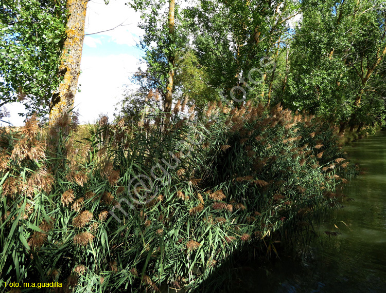 MEDINA DE RIOSECO - CANAL DE CASTILLA (122)