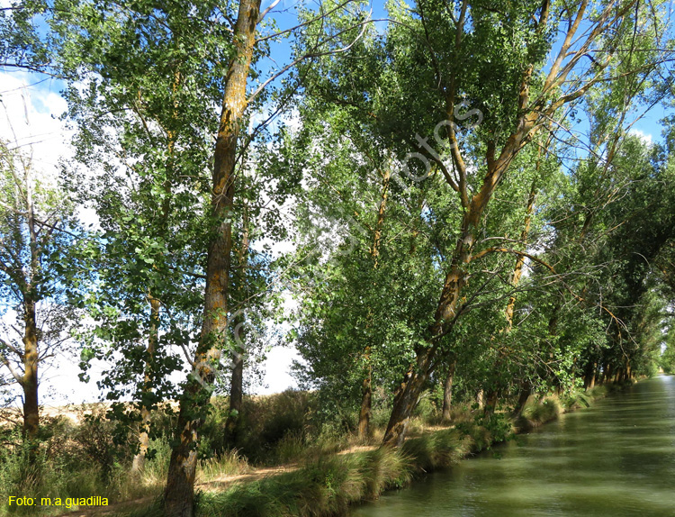 MEDINA DE RIOSECO - CANAL DE CASTILLA (123)