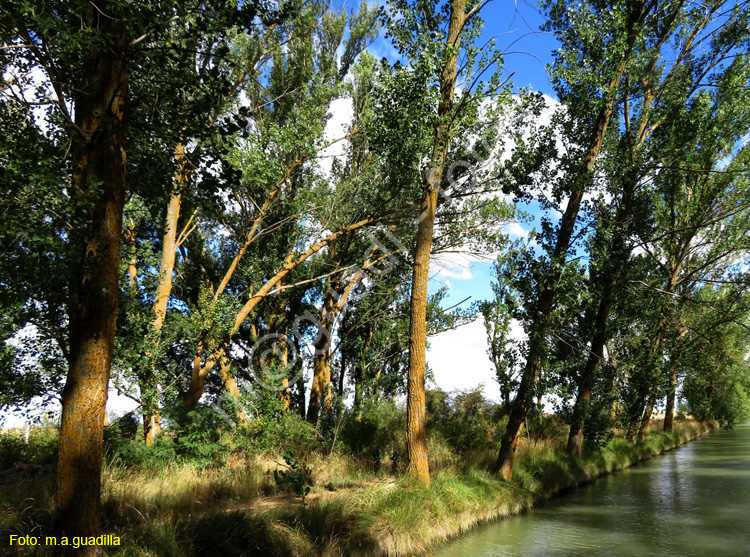 MEDINA DE RIOSECO - CANAL DE CASTILLA (127)