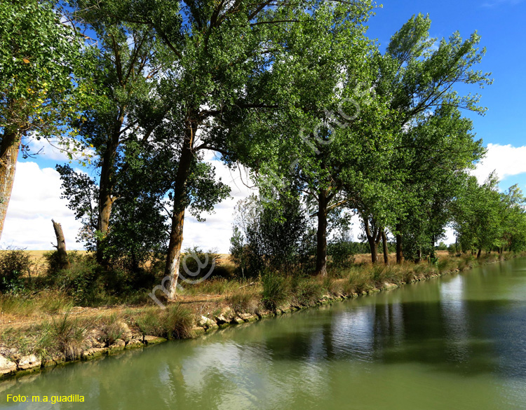 MEDINA DE RIOSECO - CANAL DE CASTILLA (131)