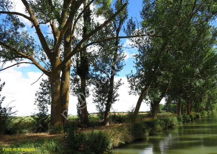 MEDINA DE RIOSECO - CANAL DE CASTILLA (142)