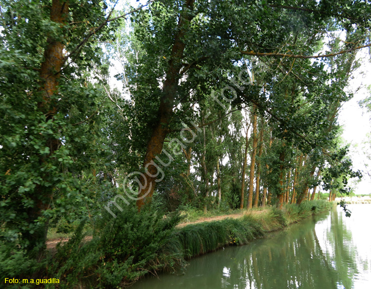 MEDINA DE RIOSECO - CANAL DE CASTILLA (145)