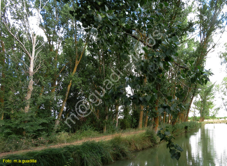 MEDINA DE RIOSECO - CANAL DE CASTILLA (146)