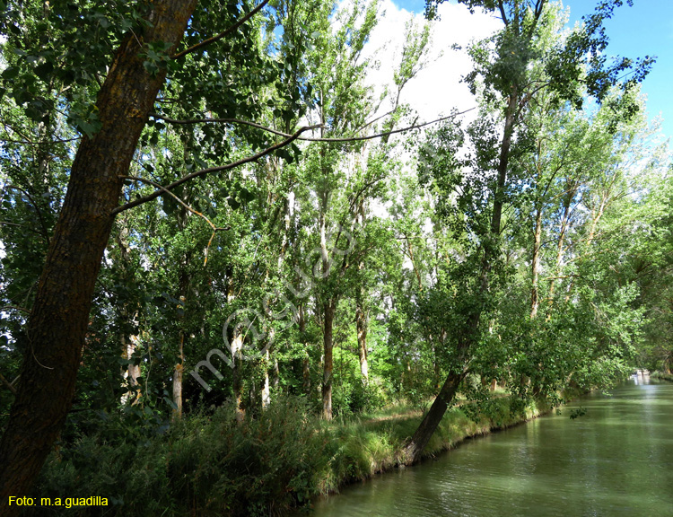 MEDINA DE RIOSECO - CANAL DE CASTILLA (159)