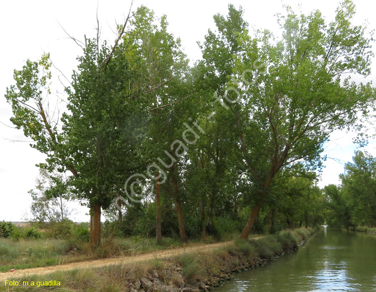 MEDINA DE RIOSECO - CANAL DE CASTILLA (192)