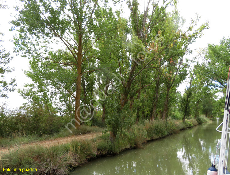 MEDINA DE RIOSECO - CANAL DE CASTILLA (193)