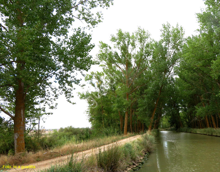 MEDINA DE RIOSECO - CANAL DE CASTILLA (202)