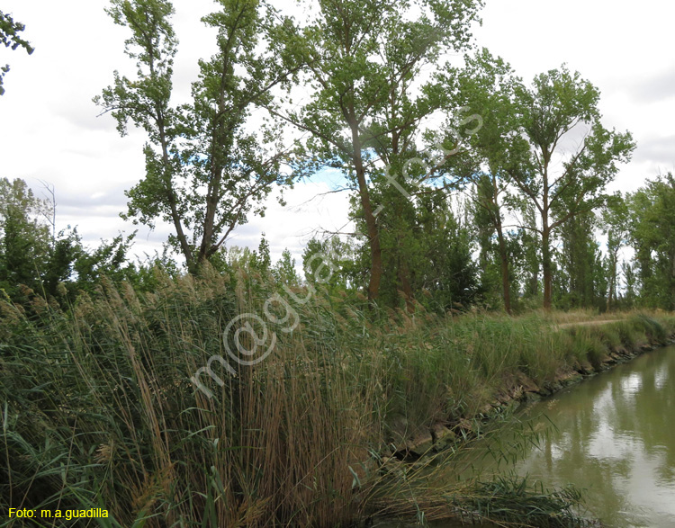 MEDINA DE RIOSECO - CANAL DE CASTILLA (203)