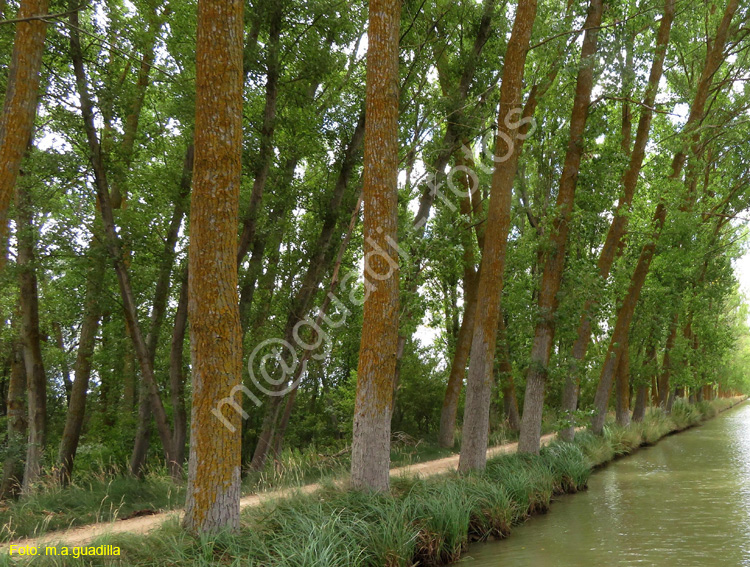 MEDINA DE RIOSECO - CANAL DE CASTILLA (213)