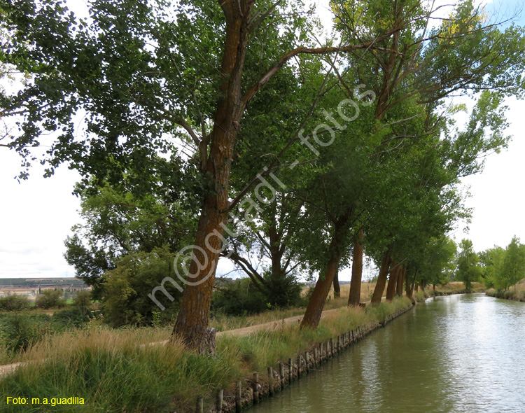 MEDINA DE RIOSECO - CANAL DE CASTILLA (218)