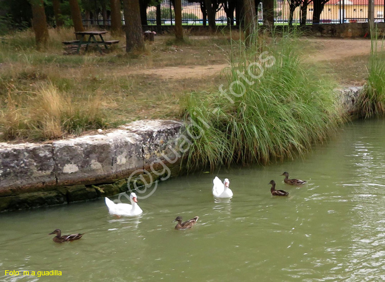 MEDINA DE RIOSECO - CANAL DE CASTILLA (221)