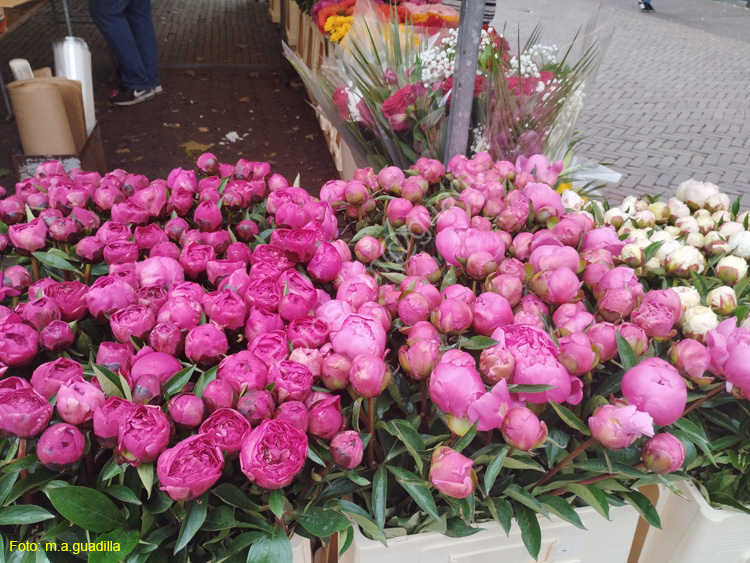 DELFT (246) Cl Burgwal mercado flores