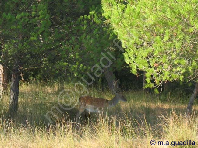 DOÑANA 017