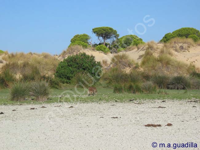 DOÑANA 022