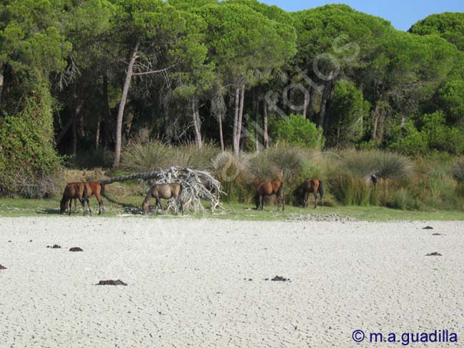 DOÑANA 026