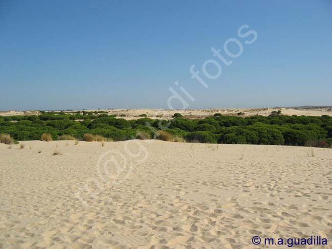 DOÑANA 036