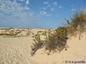 DOÑANA 030