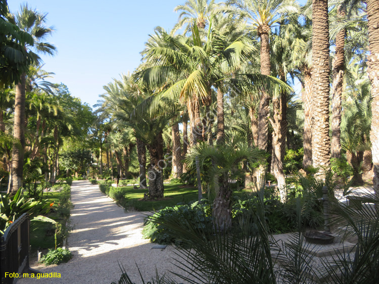 ELCHE (170) El Palmeral