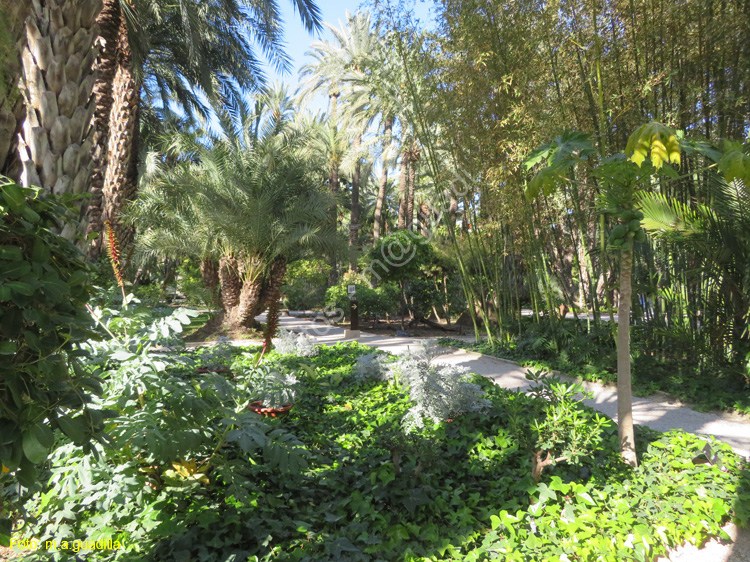 ELCHE (171) El Palmeral