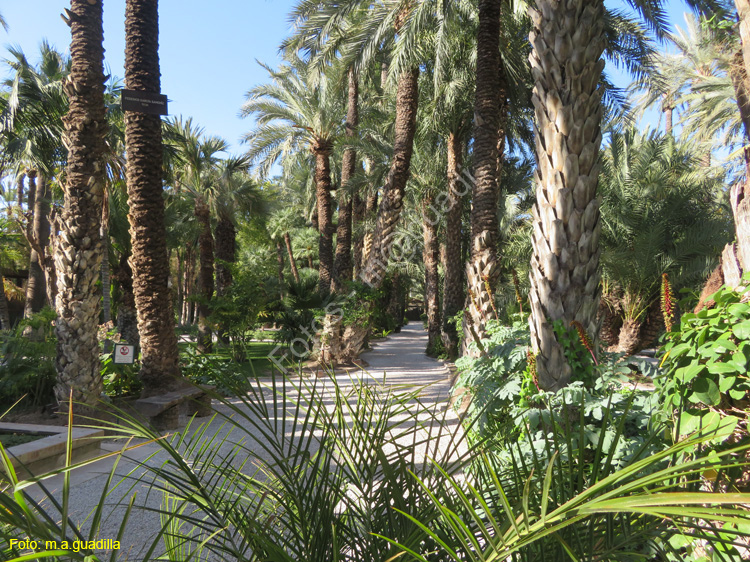 ELCHE (172) El Palmeral