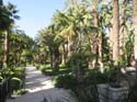 ELCHE (170) El Palmeral