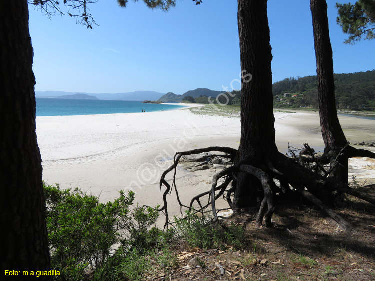 Islas Cies (117)