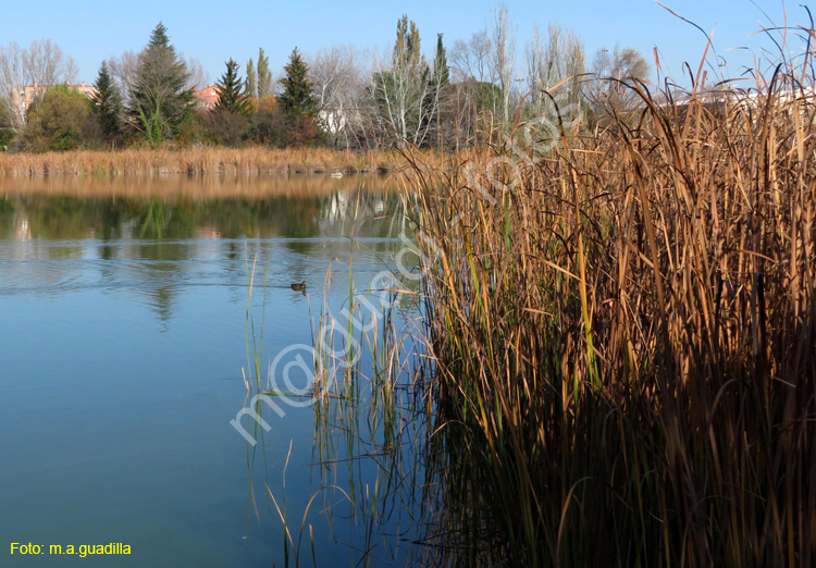 LAGUNA DE DUERO (117)