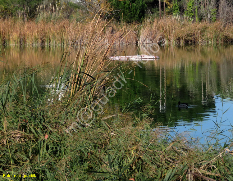 LAGUNA DE DUERO (118)