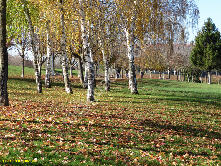 LAGUNA DE DUERO (119)