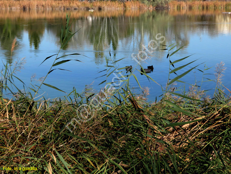 LAGUNA DE DUERO (123)