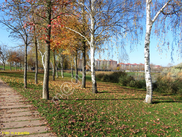 LAGUNA DE DUERO (124)