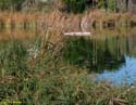 LAGUNA DE DUERO (118)