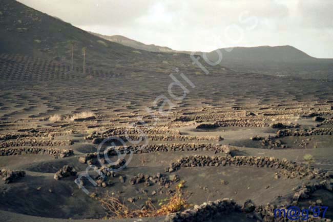 LANZAROTE 036 - La Geria