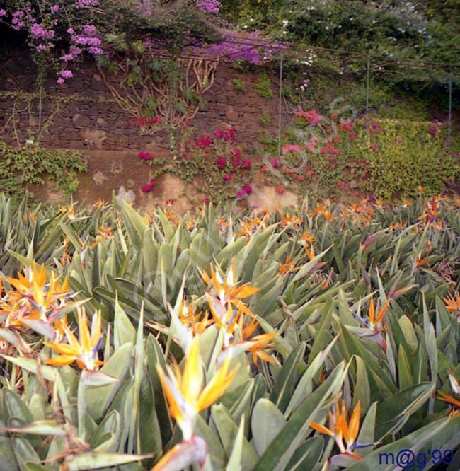 MADEIRA 048 - Funchal - Jardin Botanico