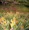 MADEIRA 048 - Funchal - Jardin Botanico