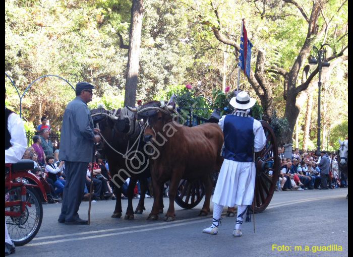 MURCIA - BANDO DE LA HUERTA (113)