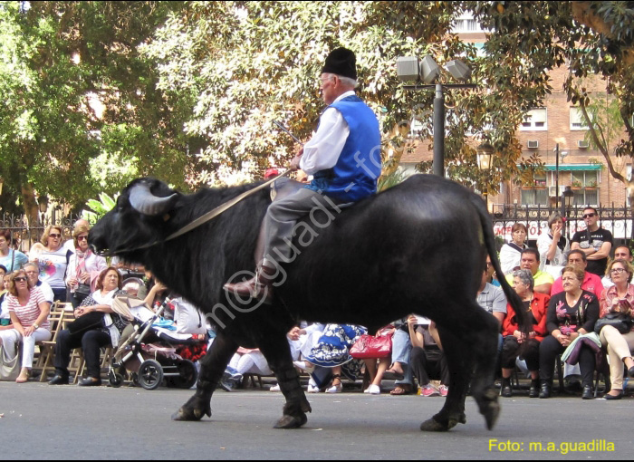 MURCIA - BANDO DE LA HUERTA (120)