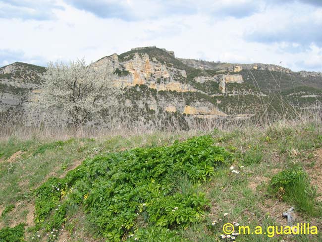 Pesquera de Ebro 048