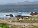 Ribeira (103) - Corrubedo - Faro