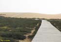 Ribeira (133) - Corrubedo - Dunas