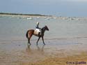 SANLUCAR DE BARRAMEDA 137 CARRERAS DE CABALLOS