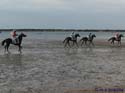 SANLUCAR DE BARRAMEDA 144 CARRERAS DE CABALLOS