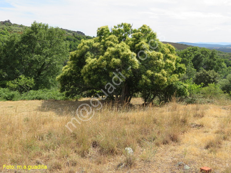 SANTA CRUZ DE LOS CUERRAGOS (101)