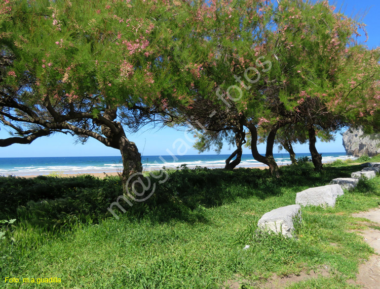 SANTOnA (124 - Playa de Berria