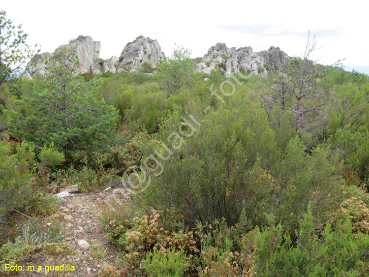 Sierra de la Culebra (112) PeNa Mira