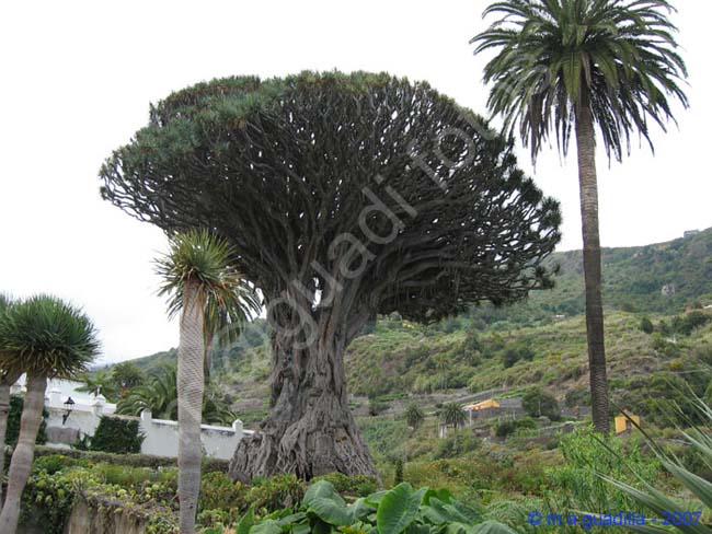 ICOD DE LOS VINOS - TENERIFE 001 Parque del Drago Milemario