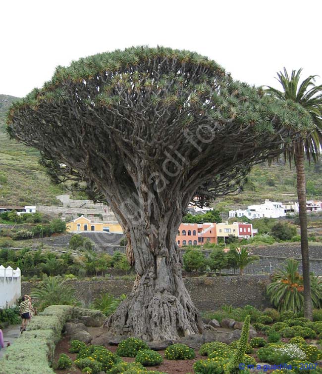 ICOD DE LOS VINOS - TENERIFE 005 Parque del Drago Milemario