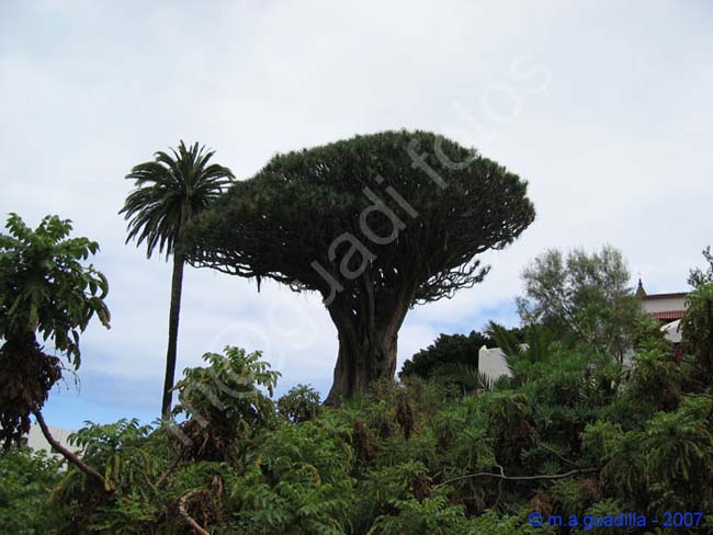 ICOD DE LOS VINOS - TENERIFE 014 Parque del Drago Milemario