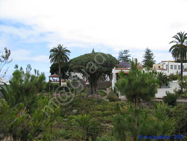 ICOD DE LOS VINOS - TENERIFE 020 Parque del Drago Milemario